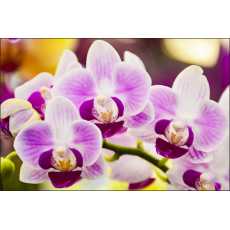 Fototapeta Tropikalna Orchidea 60 x 90