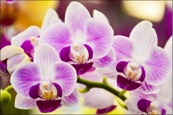 Fototapeta Tropikalna Orchidea 416x254 /223367549